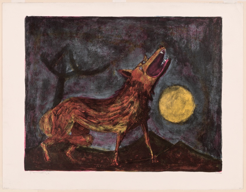Coyote