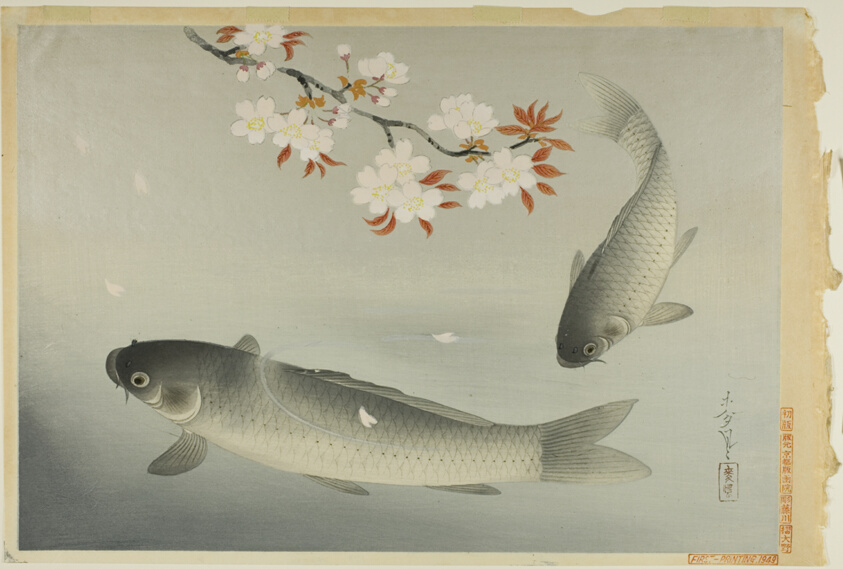 Carp and Cherry