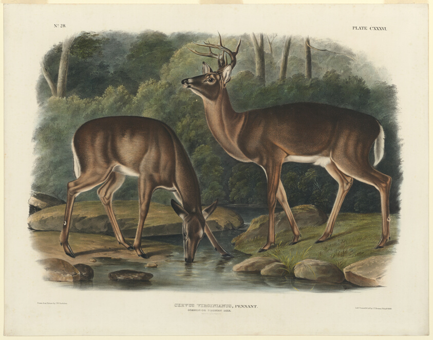 Cervus Virginianus